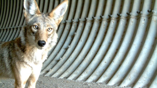 City-Dwelling Coyotes Prefer Urban Spaces Like Their Human Neighbors